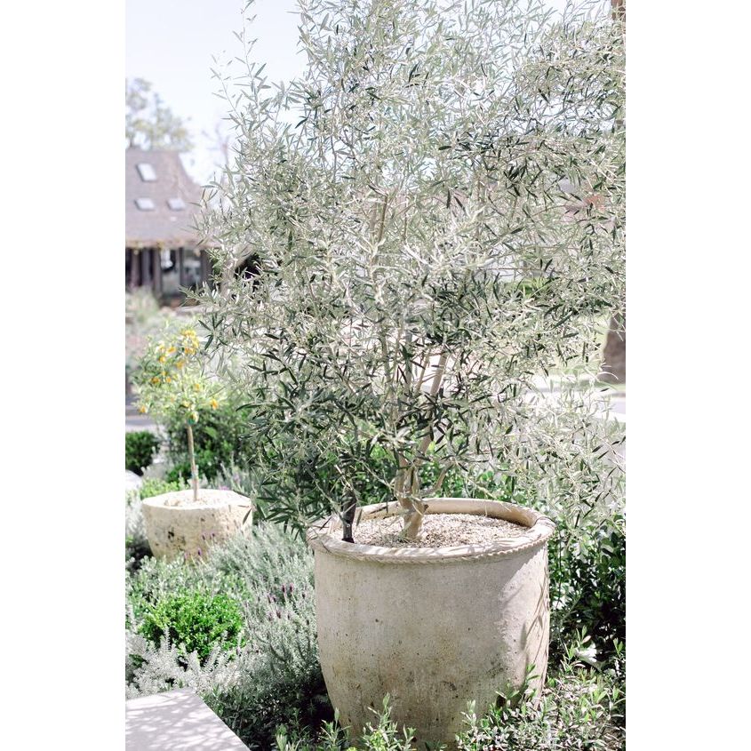 olive tree plant pots Wilsonii Olive Tree