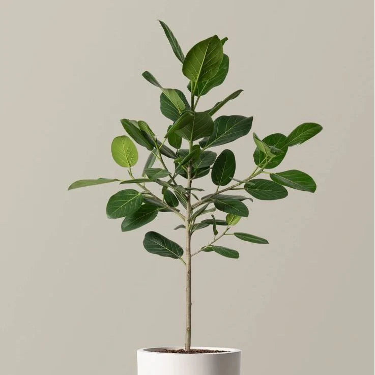ficus audrey branching Ficus Audrey – Lumber + Linen