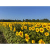 Wild & Pure - Black Oil Sunflowers - Bird Seed 5lbs