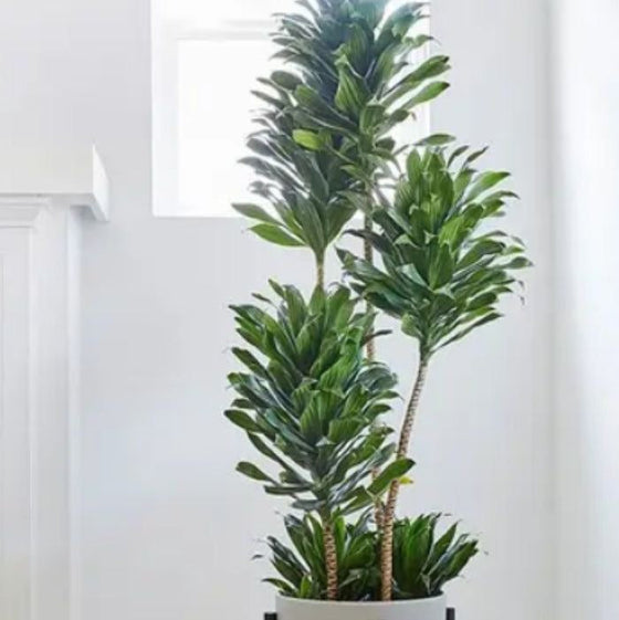 Dracaena Compacta