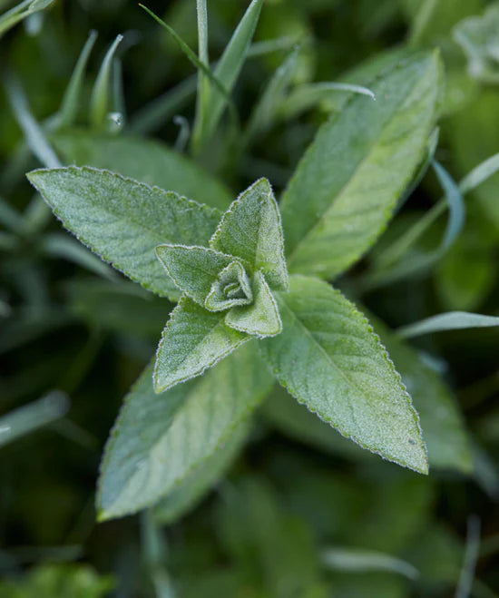 Water Meadow Single Wick Candle 145g