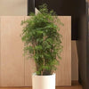 Ming Aralia