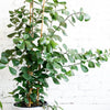 Ficus Triangularis