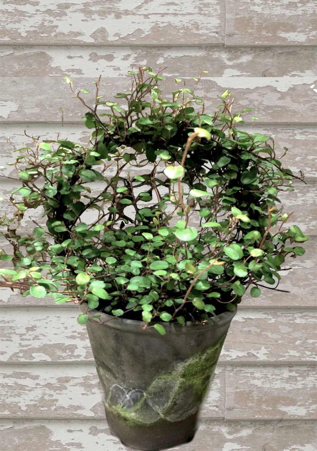 angel vine house plant Live Plants
