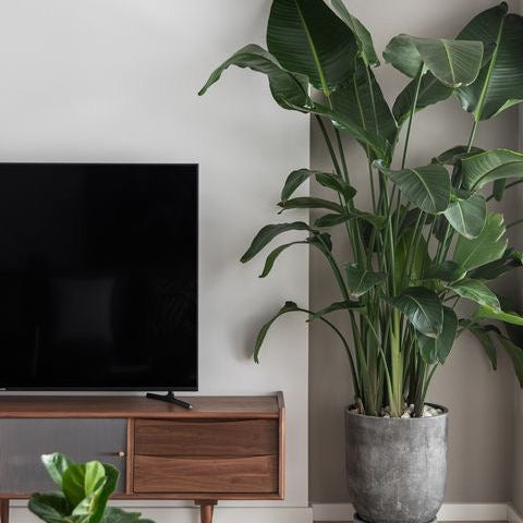Birds of Paradise | 5 Gallon