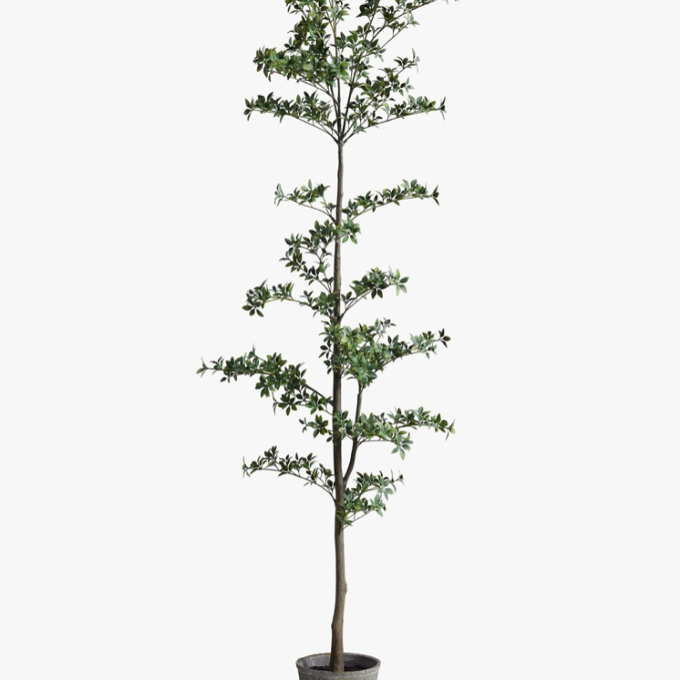 black olive plant indoor Black Olive – Lumber + Linen