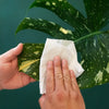 Plant Cleansing Wipes