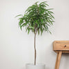 Banana Leaf Fig (Ficus Alii)