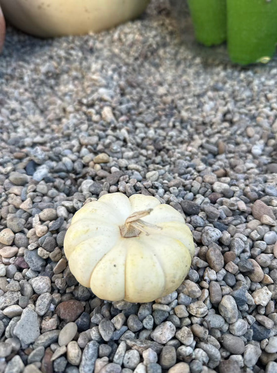 Mini White Casperita Pumpkin