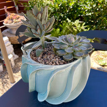  Ondulata Arrangement