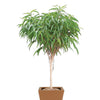 Banana Leaf Fig (Ficus Alii)