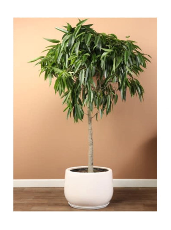 Banana Leaf Fig (Ficus Alii) | Large