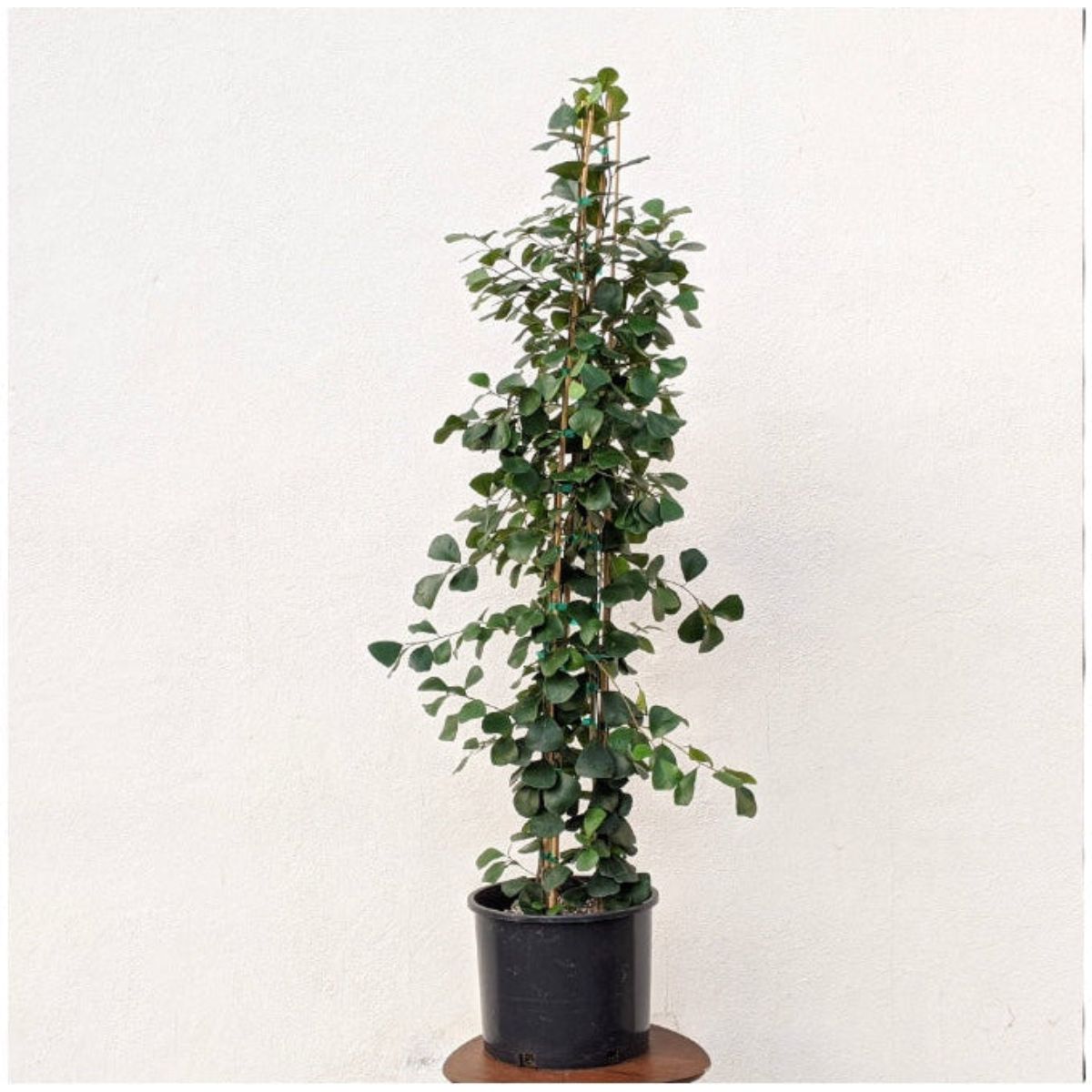 Potted plant with green leaves on a white background