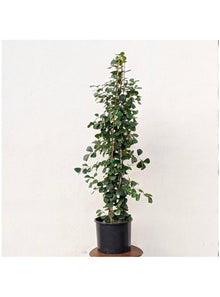  Ficus Triangularis | Small