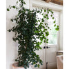 Ficus Triangularis