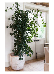  Ficus Triangularis | Large
