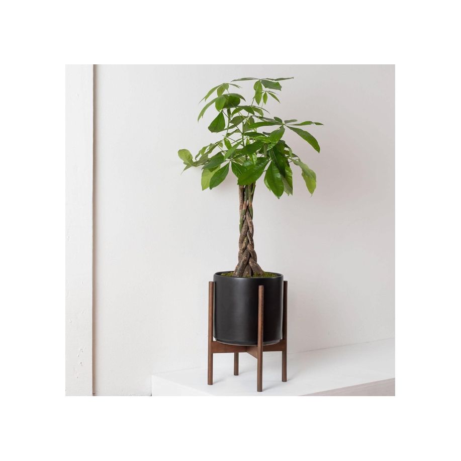 plant stand for money tree Money Tree