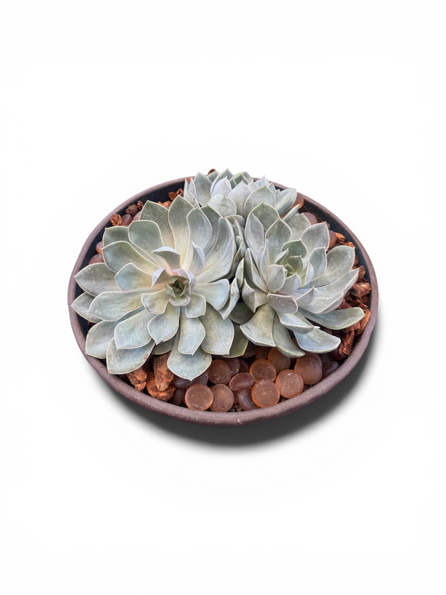 peacock succulent Succulent Arrangement