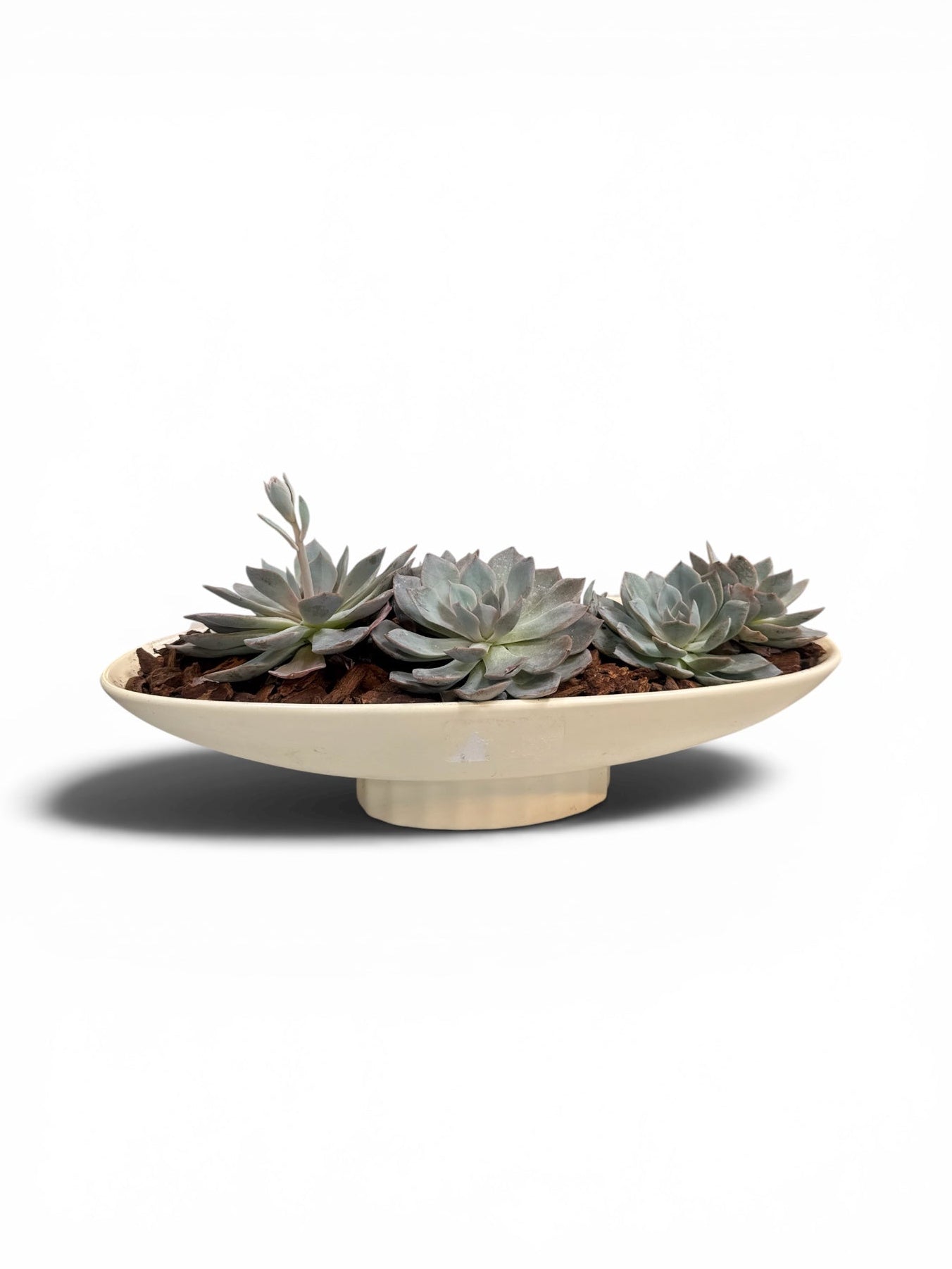 succulent boat Succulent Arrangement