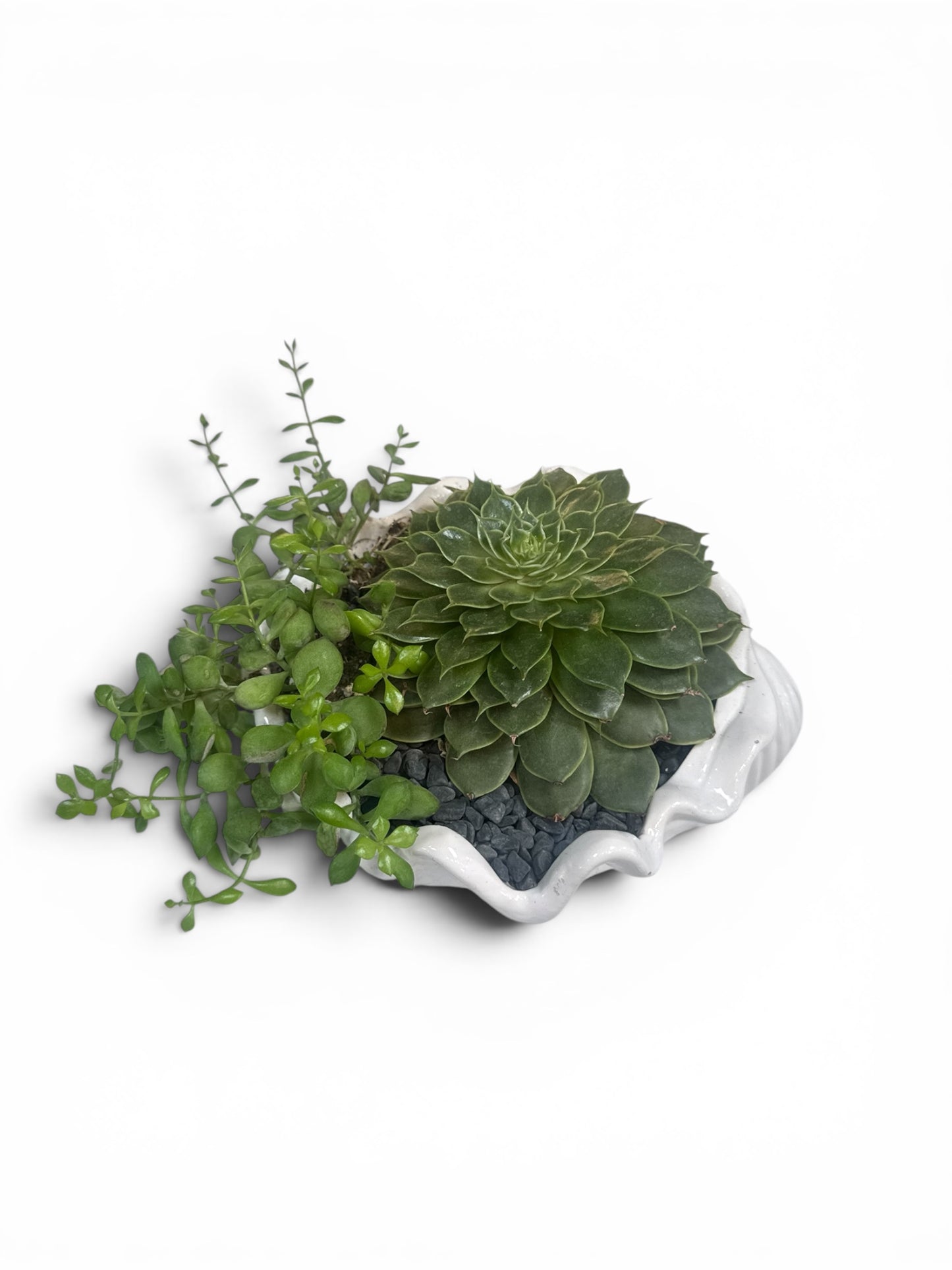 succulent shell Succulent Arrangement