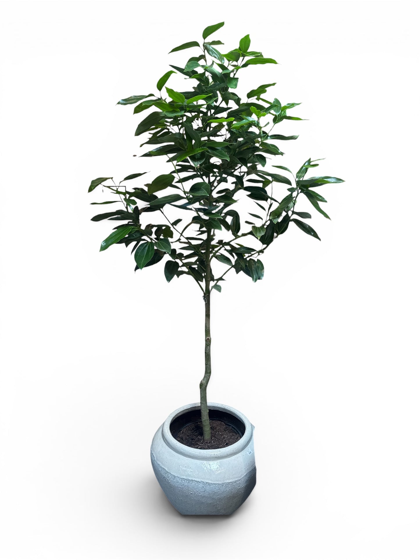cinnamon on indoor plants Cinnamon Canella Tree – Lumber + Linen