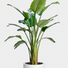 Birds of Paradise | 5 Gallon