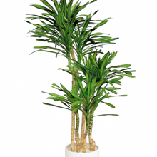  Dracaena Gold Star | 5g