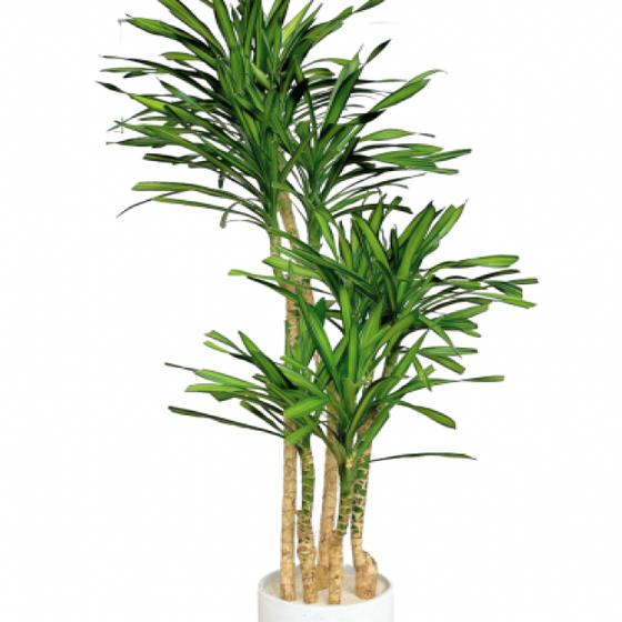 Dracaena Gold Star | 5g