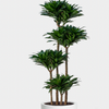 Dracaena Compacta