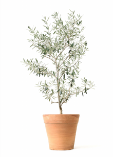  Wilsonii Olive Tree | 15 Gallon