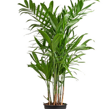  Bamboo Palm