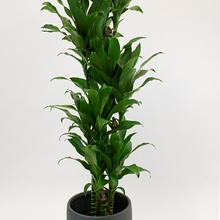  Dracaena "Hawaii Girl"