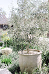 Wilsonii Olive Tree | 24" box