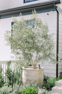  Wilsonii Olive Tree | 24" box