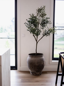  Oversized Olive Tree Pot Vintage