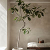 Ficus Audrey