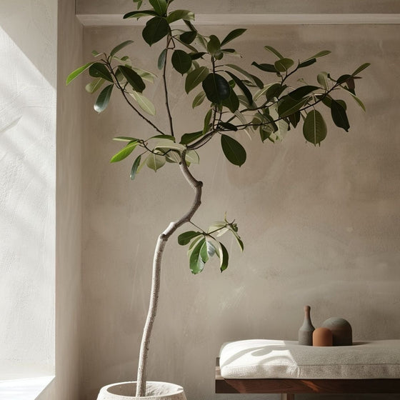 Ficus Audrey