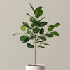 Ficus Audrey