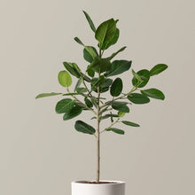  Ficus Audrey