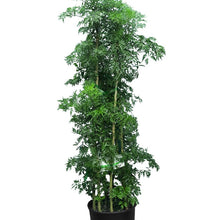  Ming Aralia