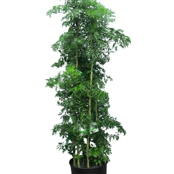 Ming Aralia