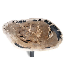  Petrified Wood Table | Medium