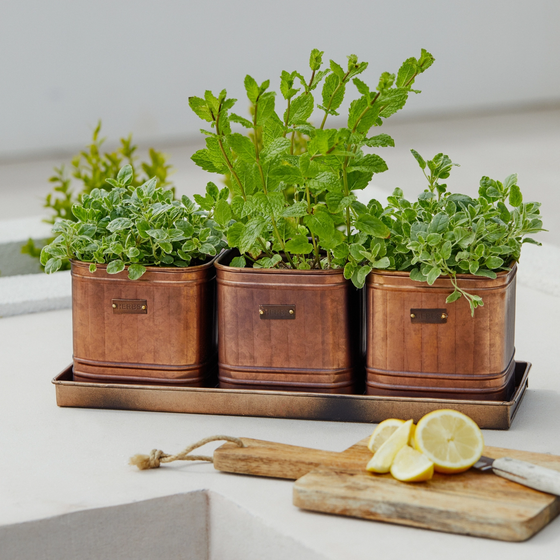 Outdoor Copper Set of 3 Herb Planters With Tray