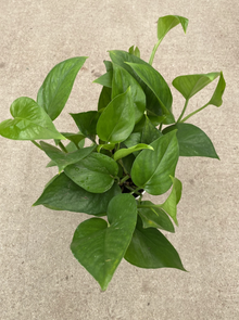  4″ Pothos, Green Queen