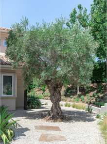  100 Year Old Sevillano Olive Tree