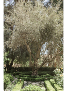  Manzanillo Olive Tree