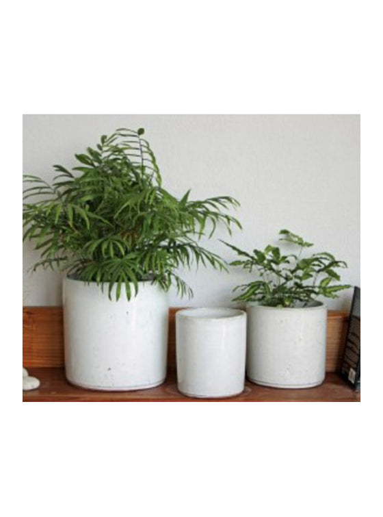 Begonia Planter - White